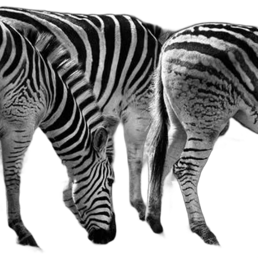 animal, creature, photorealistic, concept art transparent PNG cut-out