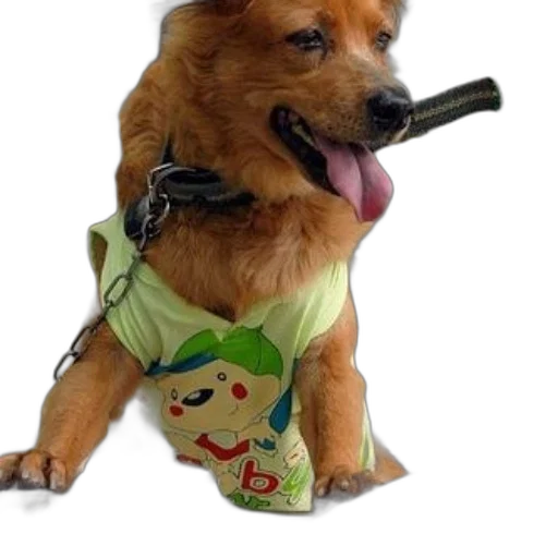staff, animal, umbrella, creature transparent PNG cut-out