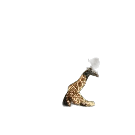 animal, jewelry, shoes, creature transparent PNG cut-out