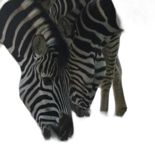 animal, mask, creature, jewelry transparent PNG cut-out