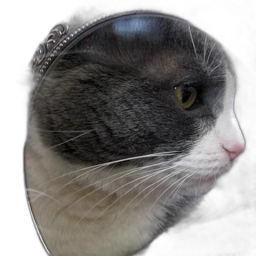 hat, crown, animal, face transparent PNG cut-out