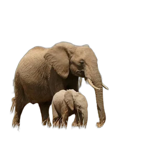 animal, creature, concept art, photorealistic transparent PNG cut-out