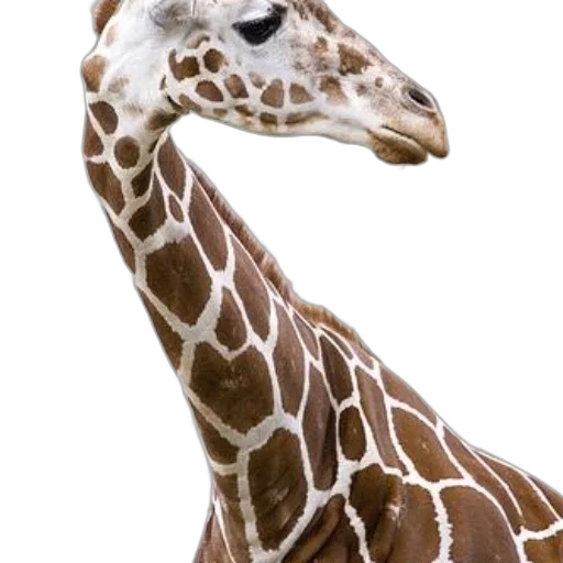 animal, creature, face, staff transparent PNG cut-out