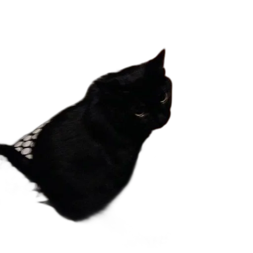 animal, creature, hat, staff transparent PNG cut-out