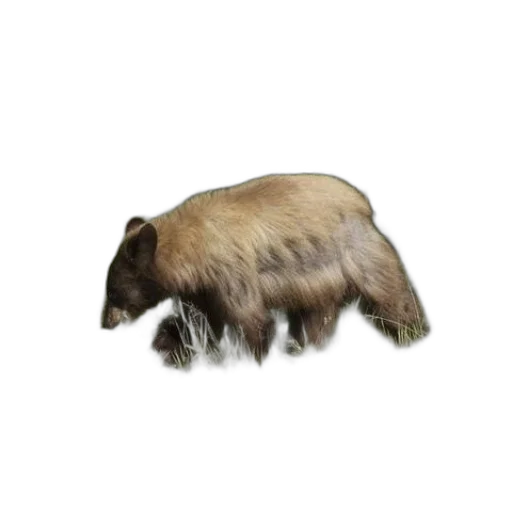 animal, hair, creature, hat transparent PNG cut-out