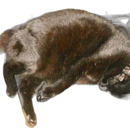 animal, creature, staff, mask transparent PNG cut-out