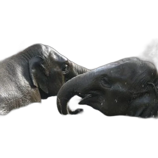 mask, shoes, dragon, animal transparent PNG cut-out