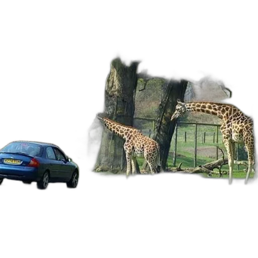 car, animal, photorealistic, concept art transparent PNG cut-out