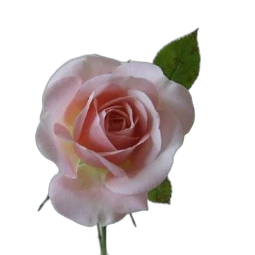 flower, staff, crown, jewelry transparent PNG cut-out