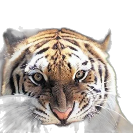 animal, creature, face, mask transparent PNG cut-out
