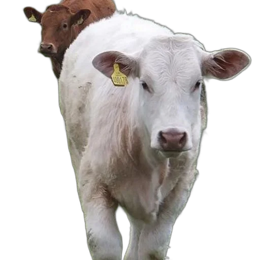 animal, jewelry, hat, face transparent PNG cut-out