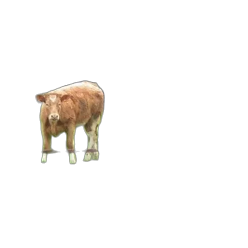animal, creature, food, robot transparent PNG cut-out