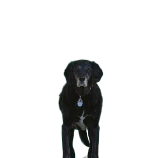 staff, animal, creature, jewelry transparent PNG cut-out