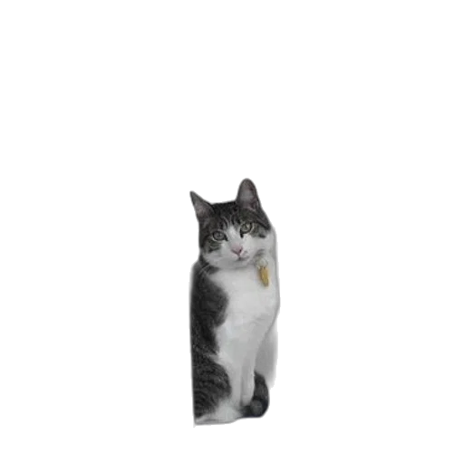 animal, creature, staff, hat transparent PNG cut-out
