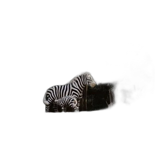 animal, hair, creature, shoes transparent PNG cut-out