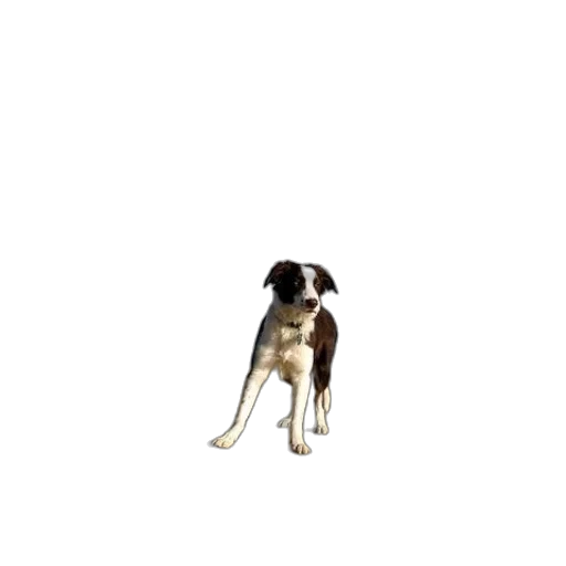 animal, staff, creature, robot transparent PNG cut-out