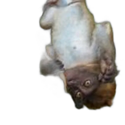 animal, creature, mask, hat transparent PNG cut-out