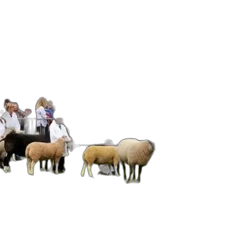 animal, group, sheep, being transparent PNG cut-out