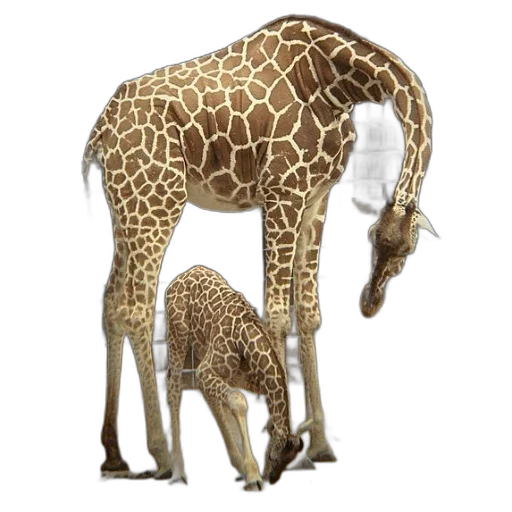animal, creature, staff, hat transparent PNG cut-out