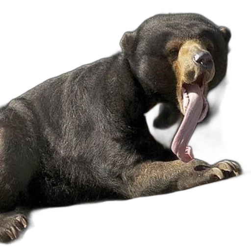 animal, creature, photorealistic, 3d render transparent PNG cut-out