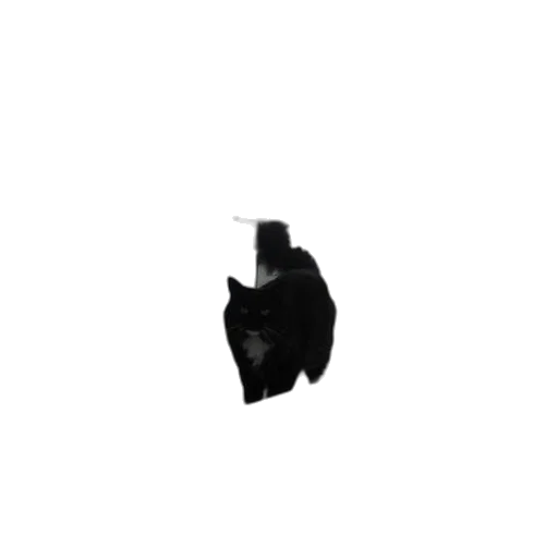 hat, mask, crown, animal transparent PNG cut-out