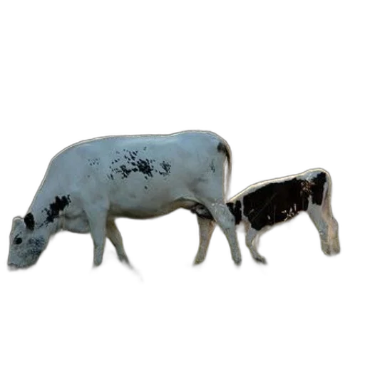 animal, jewelry, food, creature transparent PNG cut-out