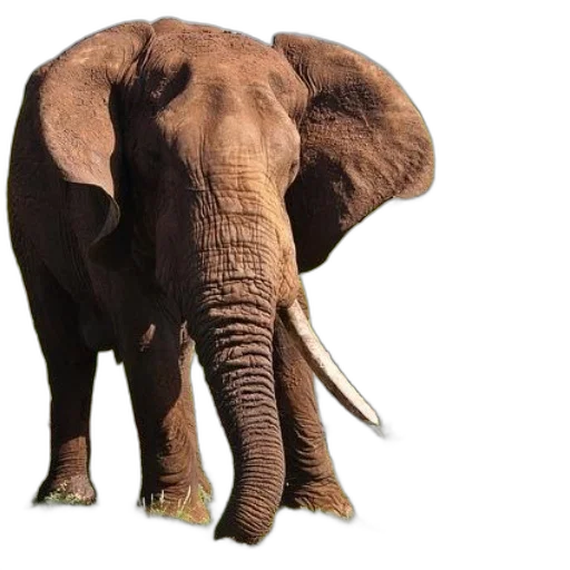 animal, creature, weapon, umbrella transparent PNG cut-out