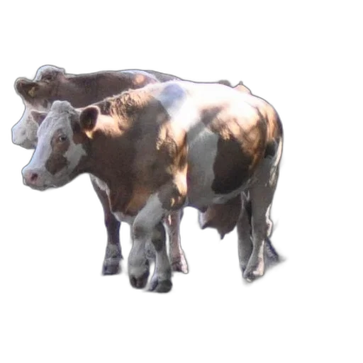 animal, jewelry, creature, crown transparent PNG cut-out