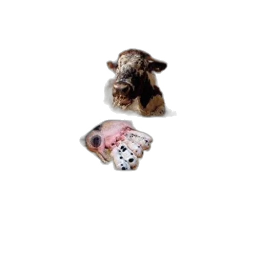 animal, mask, creature, face transparent PNG cut-out