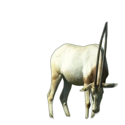 animal, staff, creature, weapon transparent PNG cut-out