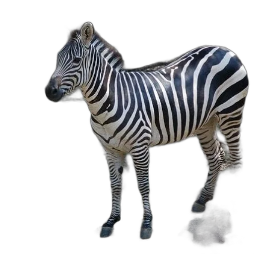 animal, creature, jewelry, furniture transparent PNG cut-out