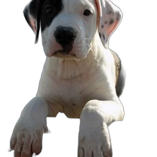 animal, staff, creature, weapon transparent PNG cut-out