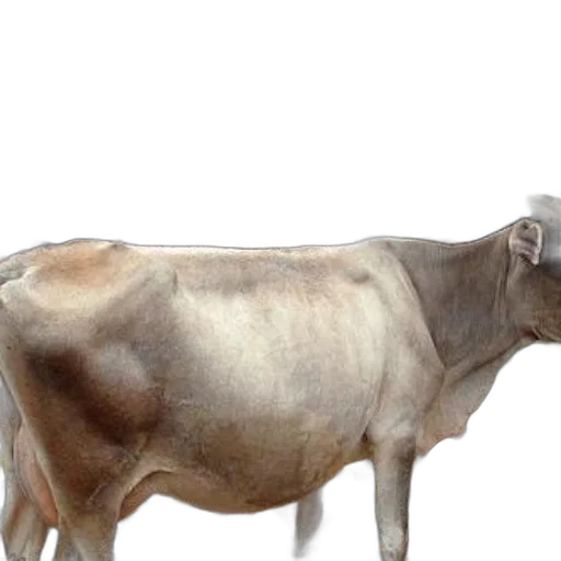 animal, creature, food, jewelry transparent PNG cut-out