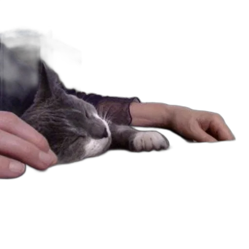 animal, creature, weapon, staff transparent PNG cut-out