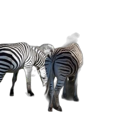 animal, creature, shoes, furniture transparent PNG cut-out