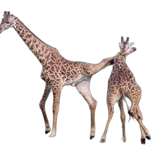 animal, creature, concept art, 3d render transparent PNG cut-out