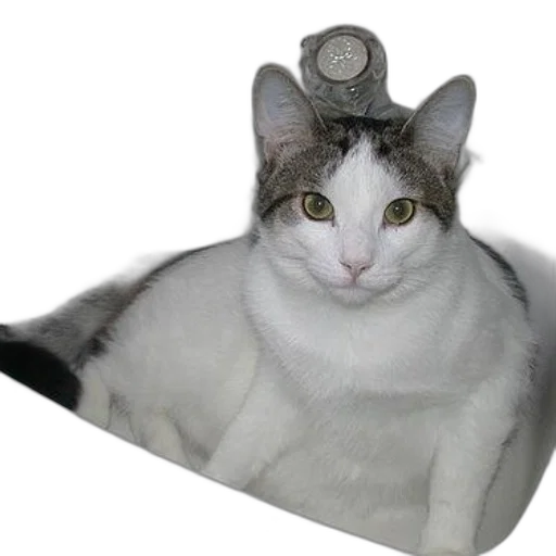 hat, crown, animal, dragon transparent PNG cut-out