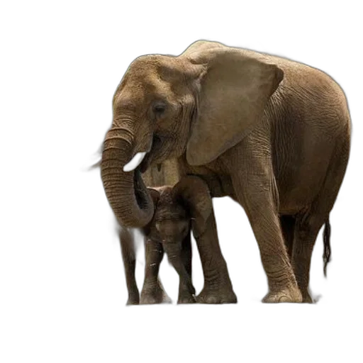 animal, creature, concept art, photorealistic transparent PNG cut-out