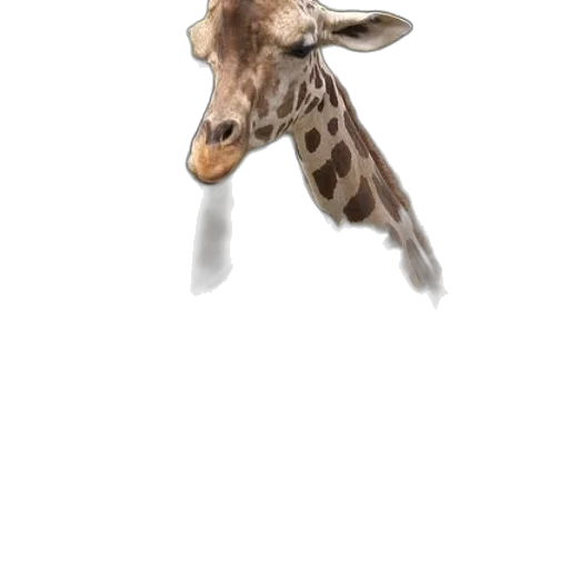 animal, creature, staff, face transparent PNG cut-out