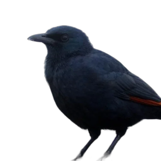 animal, creature, staff, hat transparent PNG cut-out