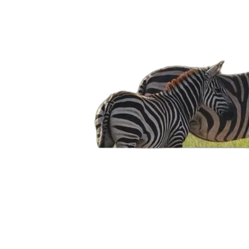 animal, creature, shoes, hat transparent PNG cut-out
