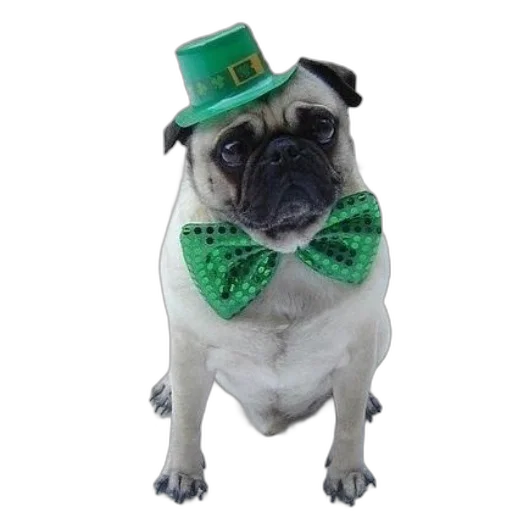 hat, green, two, pugs transparent PNG cut-out