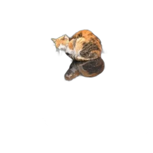 animal, staff, creature, food transparent PNG cut-out
