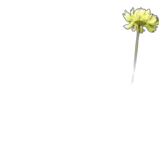 flower, staff, weapon, crown transparent PNG cut-out