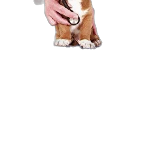 staff, animal, creature, weapon transparent PNG cut-out