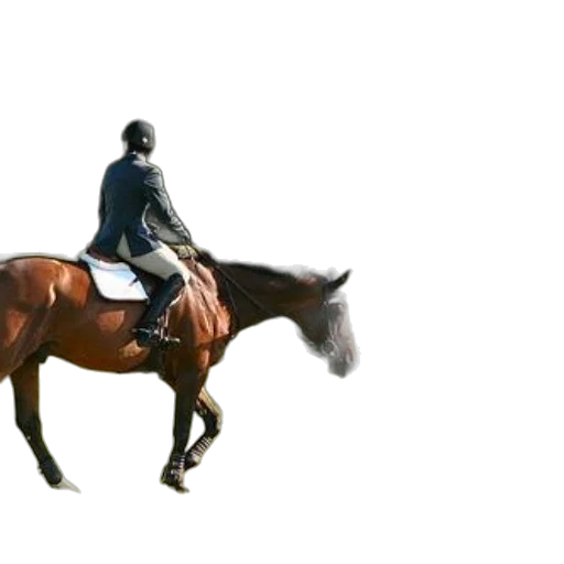 animal, jacket, staff, hat transparent PNG cut-out