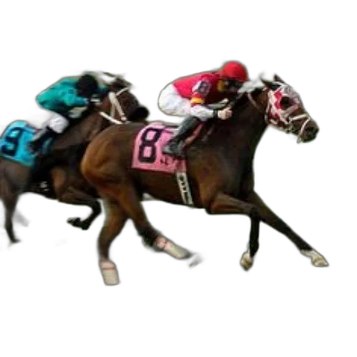 animal, two, jockeys, racing transparent PNG cut-out