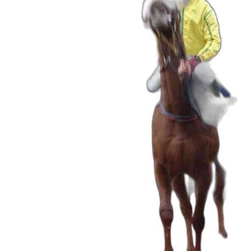 animal, hat, creature, jacket transparent PNG cut-out