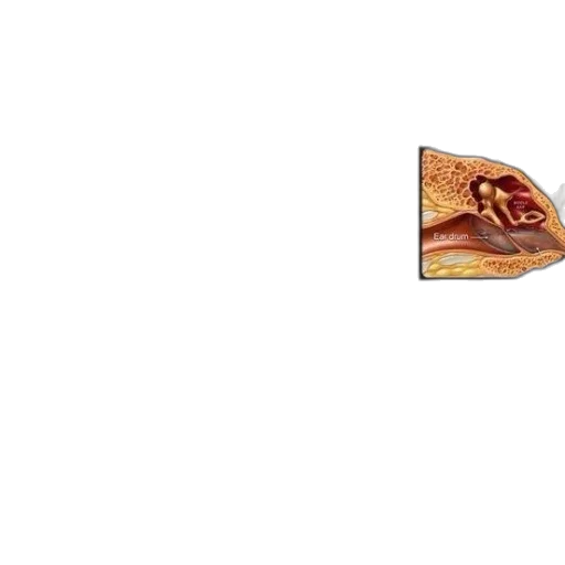 food, hat, shoes, dragon transparent PNG cut-out