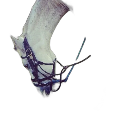 animal, mask, staff, crown transparent PNG cut-out